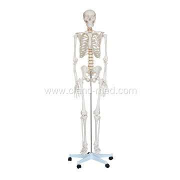 Life-Size Skeleton 180cm Tall